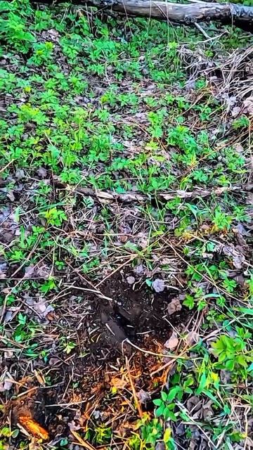 Не зря проверил #металлоискатель смотреть онлайн