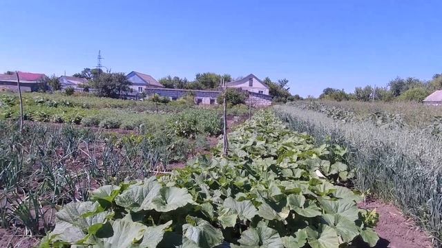 Огород,борьба с колорадским жуком смотреть онлайн