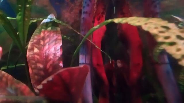 Видео о рыбках.😅