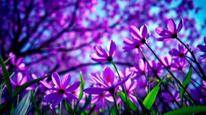 ОЧЕНЬ РОМАНТИЧНАЯ МУЗЫКА ДЛЯ РЕЛАКСАЦИИ 🌿 РАССЛАБЛЯЮЩАЯ МУЗЫКА ДЛЯ ДУШИ 🎵 РЕЛАКС МУЗЫКА ДЛЯ СНА