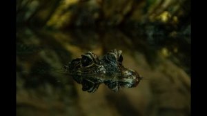 «Черные кайманы: монстры болот Амазонии»