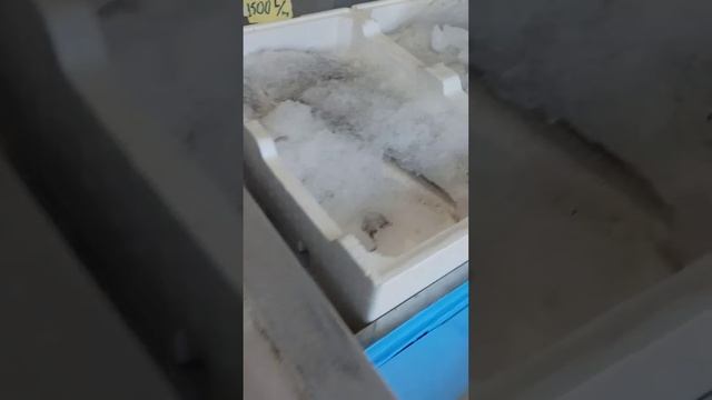 Морепродукти в Ксамілі. Албанія. Ціни смотреть онлайн