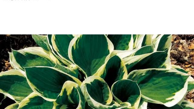 Hostas in Korea, 비비추 '트와일라이트' Hosta ‘Twilight’ смотреть онлайн
