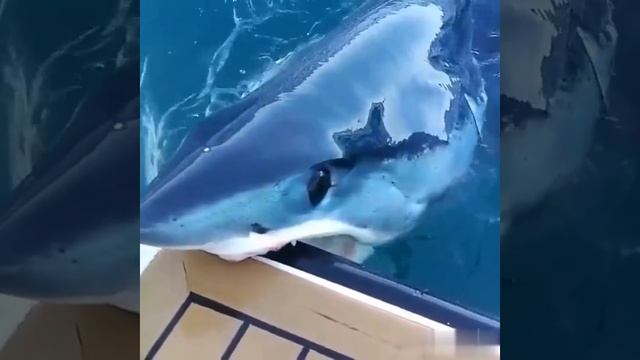 АКУЛА решиЛа откусить КУсок яхТы🙀🦈SHARK decided to bite off a PIECE of the yacht You🙀🦈 смотреть онлайн