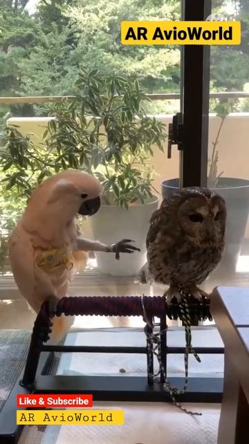 Parrot torturing Owl #shorts смотреть онлайн