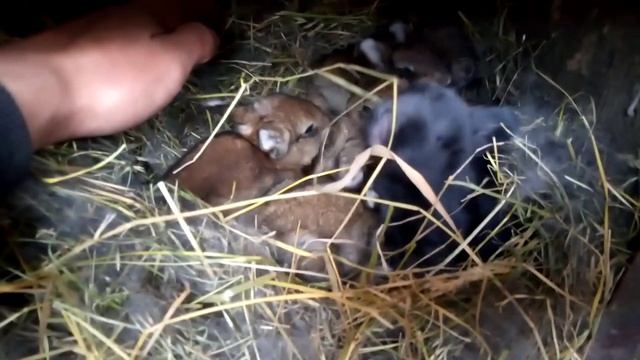 Кроленята підростають ) смотреть онлайн