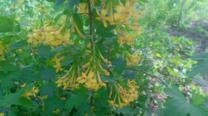 Смородина золотистая