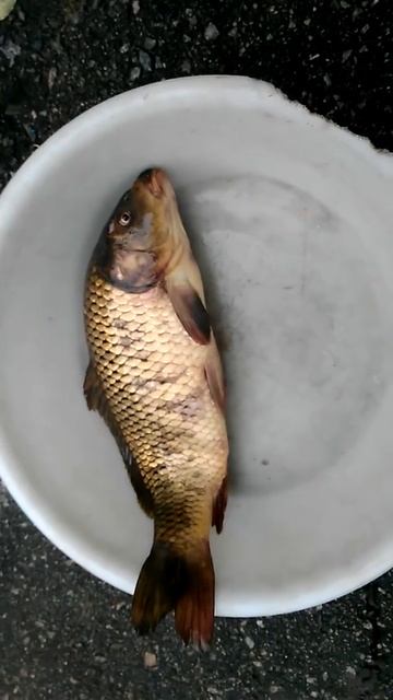 Рыбалка на даче