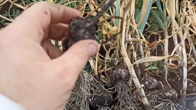 Уборка чеснока, 2023 год. смотреть онлайн