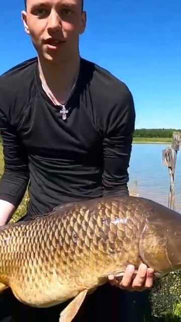 Огромный сазан #рыбалка смотреть онлайн