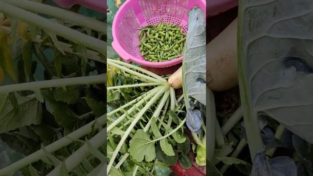 फ्री मैं टेरेस गार्डन में सब्जियां उगाना सीखें ऑर्गेनिक सब्जियां смотреть онлайн