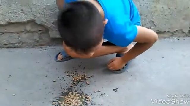 Убили кота Vevo