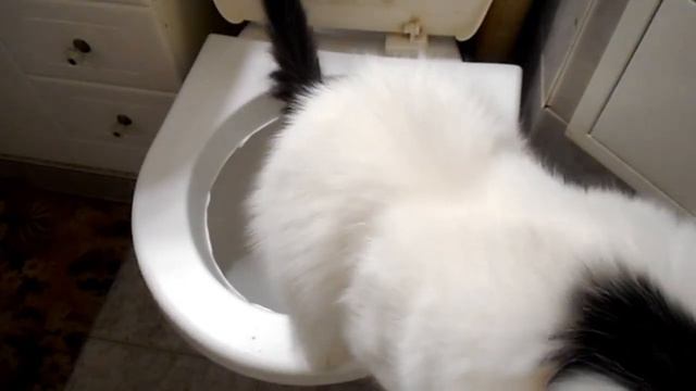 Приученный кот Сёмыч ходит сам на унитаз смотреть онлайн