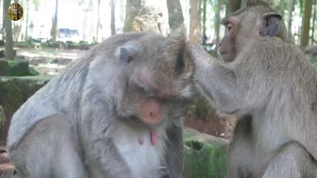 A Flock of monkeys at Bayon temple | Wildlife monkeys. смотреть онлайн