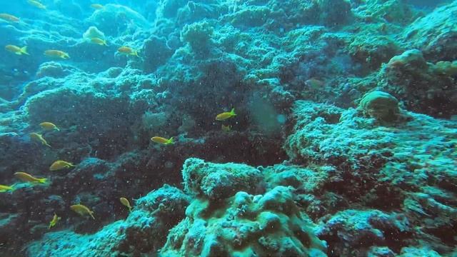 Diving Shark Point, Maldives August 13, 2021 смотреть онлайн