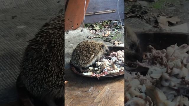 Ёжик кушает мясо
