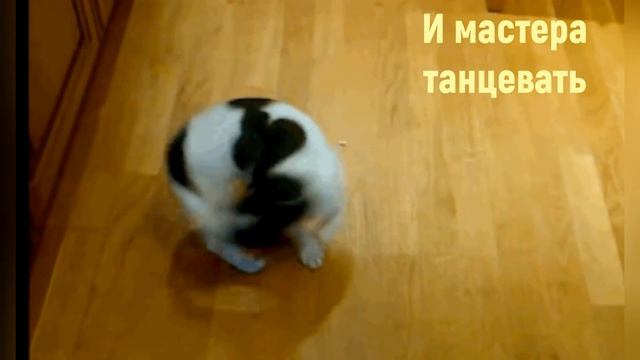 танцульки для зверюшек