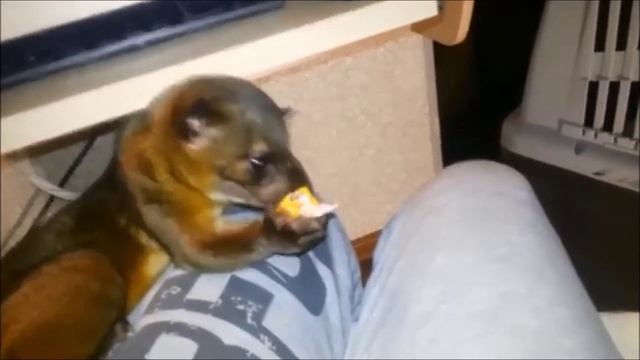 САМЫЙ НЕОБЫЧНЫЙ МЕДВЕДЬ В РОССИИ смотреть онлайн