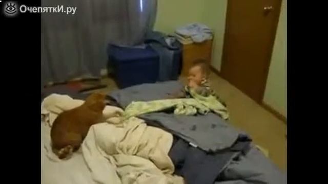 Кошка и ребенок в доме - смешная подборка видео! смотреть онлайн
