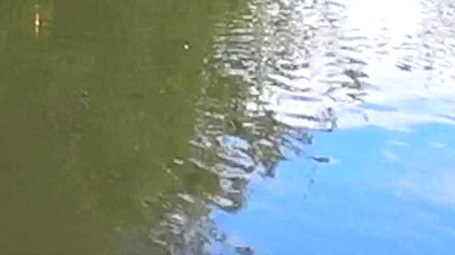 Поплавочная ловля белой рыбы в каналах Орловской области. День 2