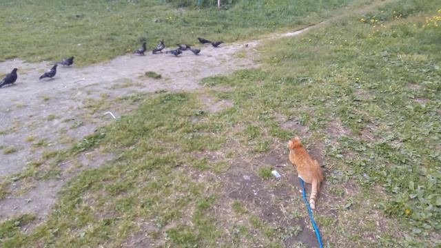 Кот ловит голубей смотреть онлайн