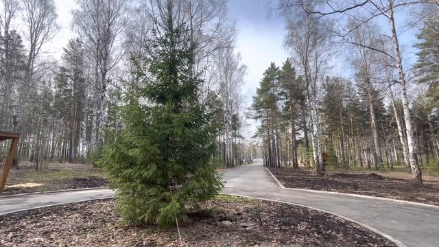 Пение птиц в городском парке смотреть онлайн