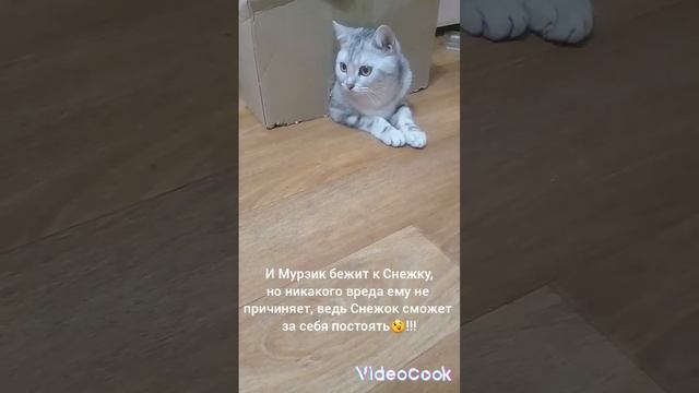 Мини-фильм о домашних питомцах🐇🐱. Субтитры. Жизнь кролика. смотреть онлайн