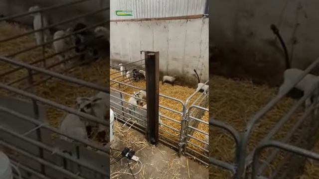 Artificially Rearing Lambs With Tomas O’Leary