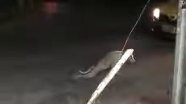 Самая хитрая собака которую я видел