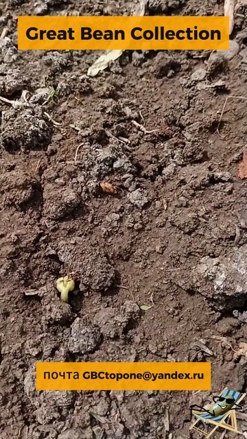 Обзор всходов фасоли 29 апреля Review of bean shoots April 29 смотреть онлайн