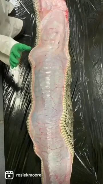 Python Vs Alligator смотреть онлайн