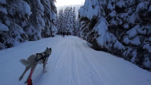 Skijoring with a Greenland dog 2 смотреть онлайн