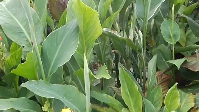 Canna 14.08.11.AVI смотреть онлайн