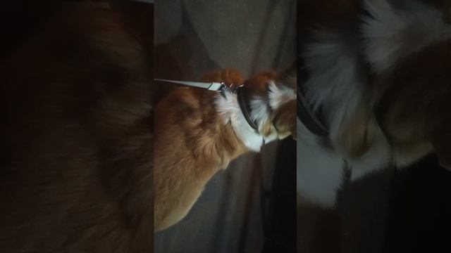 просто самая обычная трансляция кисы