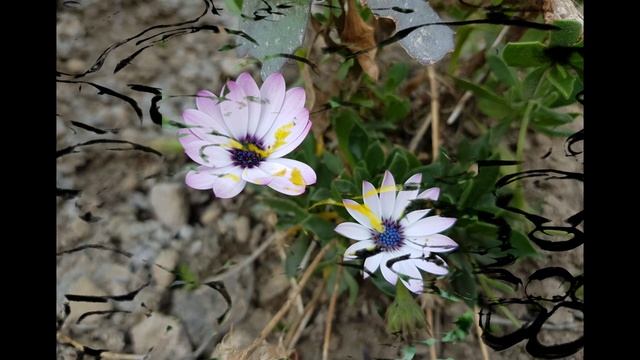 Fotos de Flores OSTEOSPERMUM 1a parte смотреть онлайн