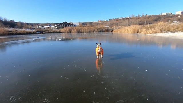 Кёрлинг собаками/JRT Bullet & Bettina/ GoPro 7 Black/ DJI Mavic Air 2 смотреть онлайн