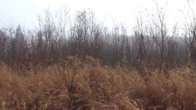 49 серия Ловля Рыбы Таймень на Спиннинг Блесна Рыбалка река Сухой Пит ниже реки Даугли