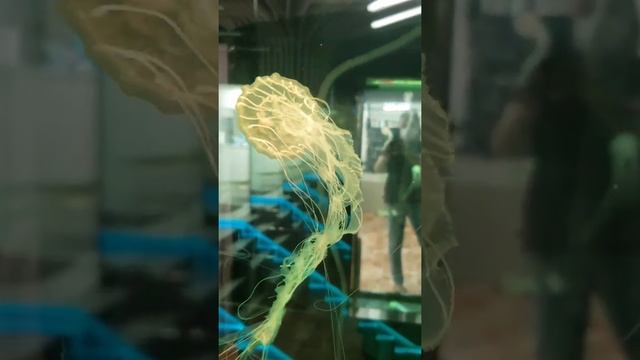 About Jellyfish смотреть онлайн