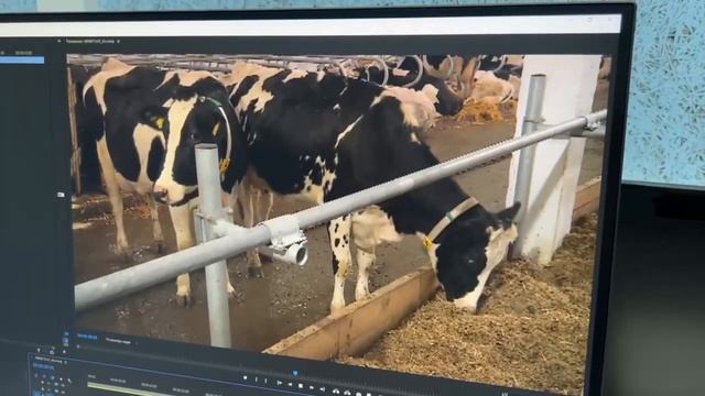 Комплексное оснащение оборудованием для комфортного содержания и доения крупного рогатого скота смотреть онлайн