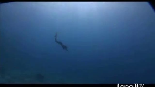 Le Meridien Dahab Resort - Free Diving In Dahab - Egypt.flv