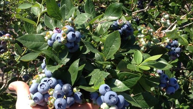 Grow Organic Blueberries - DiMeo Blueberry Bushes Nursery in Hammonton, NJ смотреть онлайн