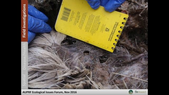 Caribou Health & Mortality in West-Central Alberta (Laura Finnegan) смотреть онлайн