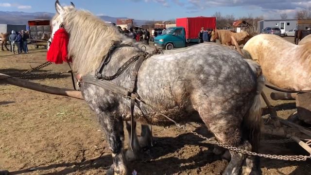 Коні Ваговози.Красиві коні на Базарі в Румунії.Targ de cai din Sighetul-Marmatiei.🐴🐴🐴🔥🔥🔥 смотреть онлайн