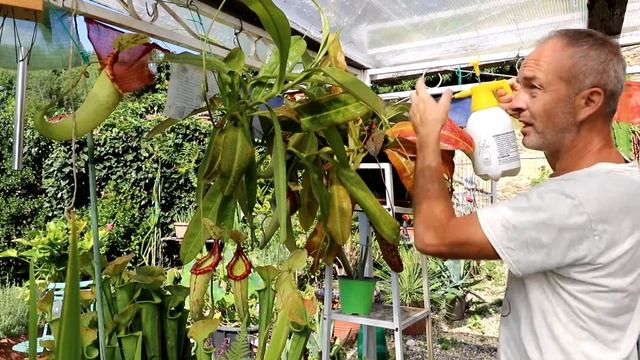 Video 22 Le pillole. Bagnatura di #Nepenthes miranda смотреть онлайн