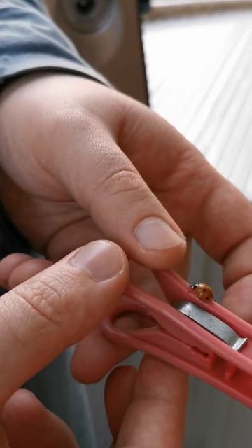 Божья коровка, красное, пальцы, animals, fly смотреть онлайн