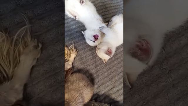 В ЧЕМ ОТЛИЧИЕ ДРАК КОРОТКОЛАПЫХ КОТЯТ смотреть онлайн