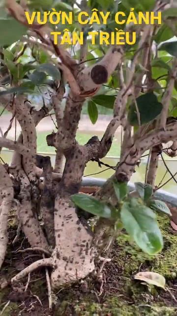 Cây Mộc Hương bonsai hàng hiệu #bonsai #shorts смотреть онлайн