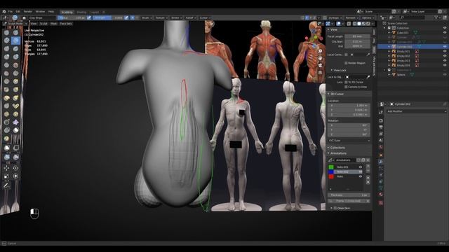 Blender Tutorial, How To Sculpt Torso !