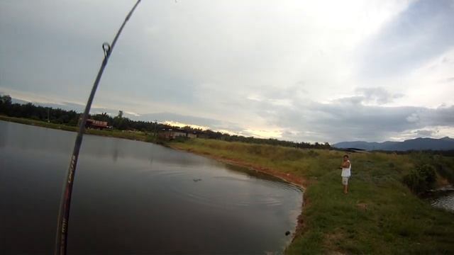 Bedong Siakap - on Rapala Skitter walk