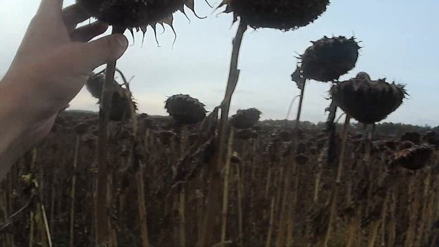 Обзор перед уборкой!!! САКСОН 2021 16.10.21 смотреть онлайн